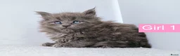 Maine Coon cats for sale: DNA health tested Maine coon kittens  - Advert 17