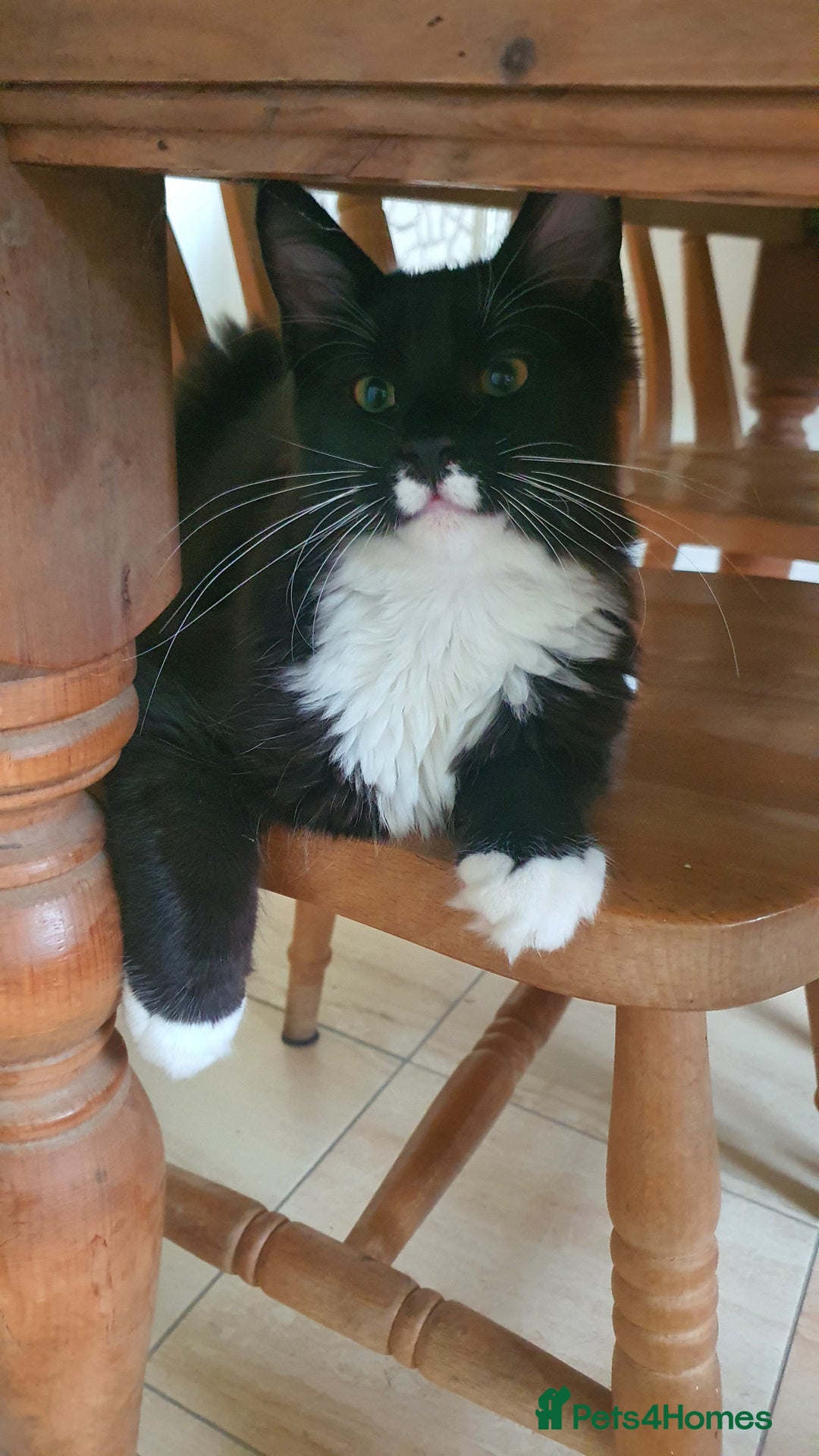 Maine Coon cats for sale: Big Maine Coon Kitten  - Advert 6