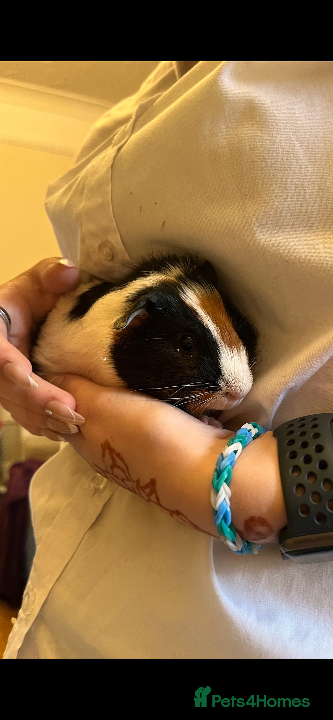 Guinea Pig rodents for sale: Male guinea pigs with cage and accessories  - Image 7