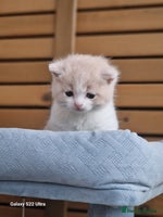 British Shorthair cats British short hair+Ragdoll - Advert 11