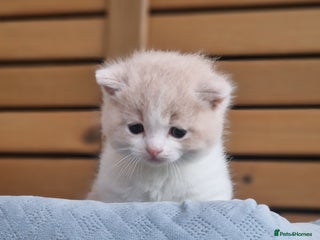 British Shorthair cats British short hair+Ragdoll - Advert 1