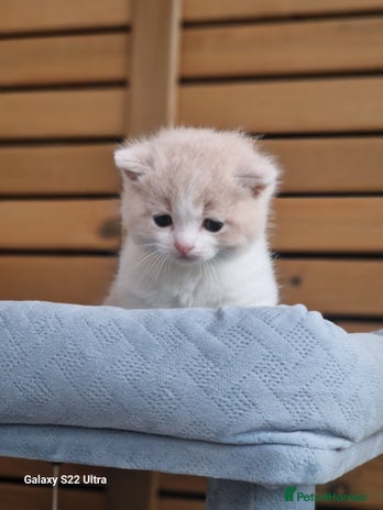 British Shorthair cats British short hair+Ragdoll - Advert 11