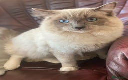 Ragdoll cats for stud: Ragdoll Male GCCF and TICA for stud duties in London - Image 2