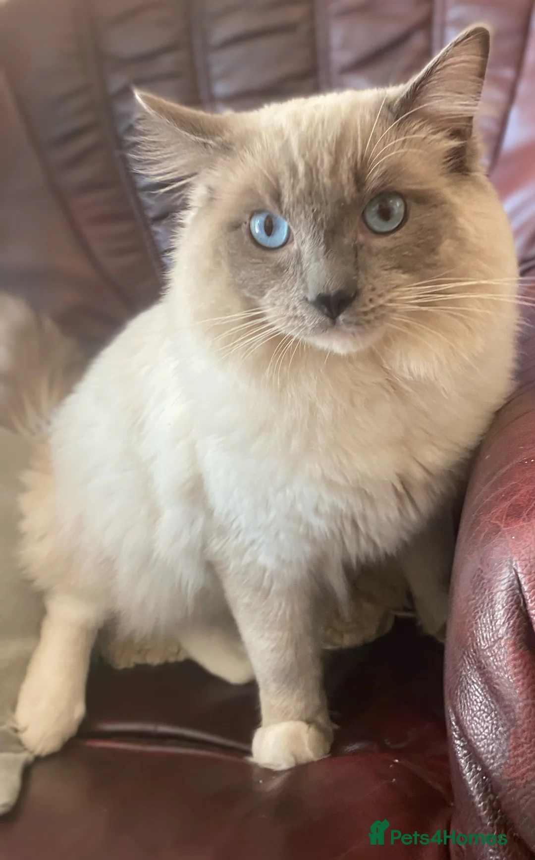 Ragdoll cats for stud: Ragdoll Male GCCF and TICA for stud duties in London - Advert 2