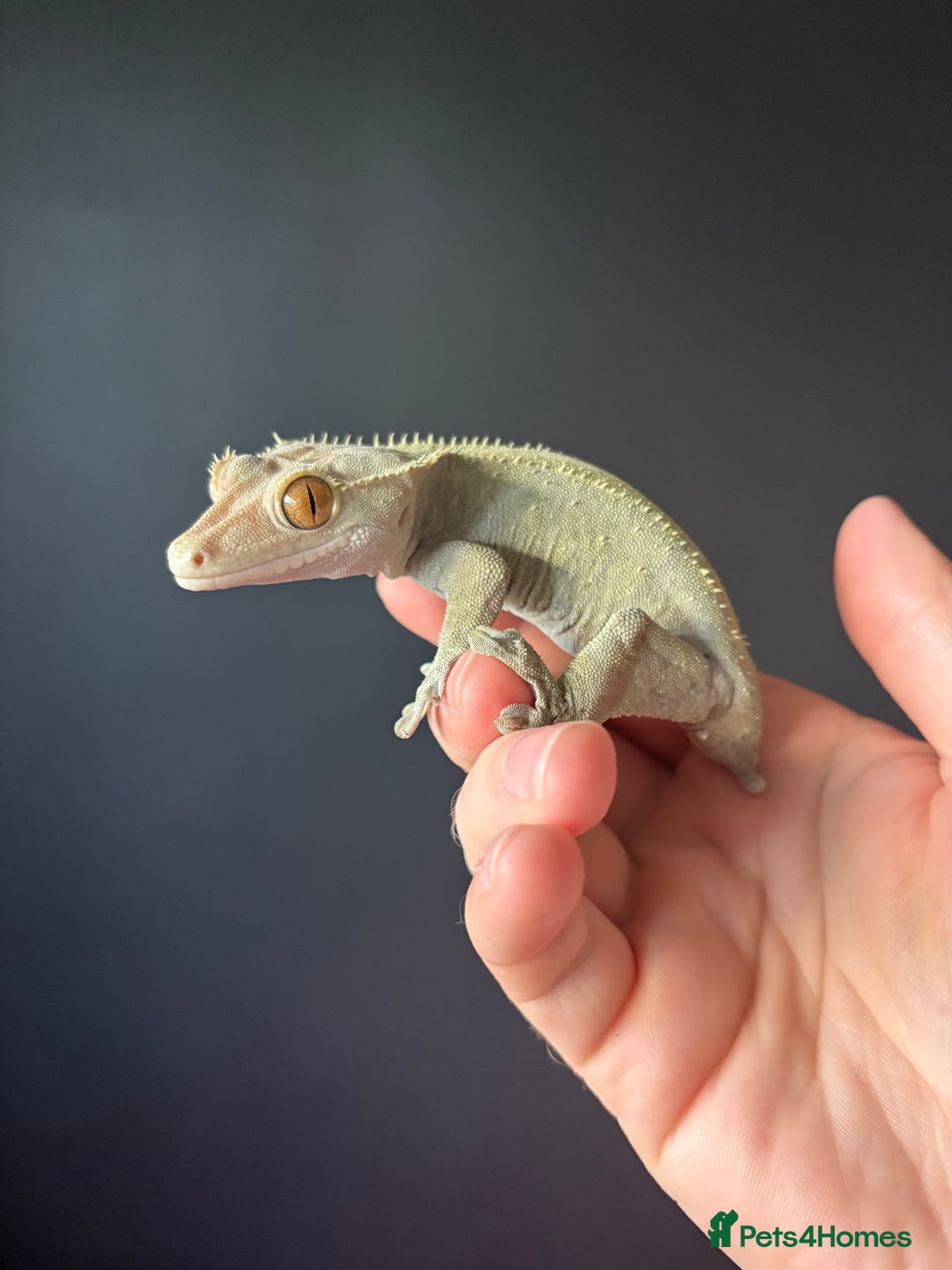 Gecko reptiles for sale: Crested gecko with enclosure  - Advert 6