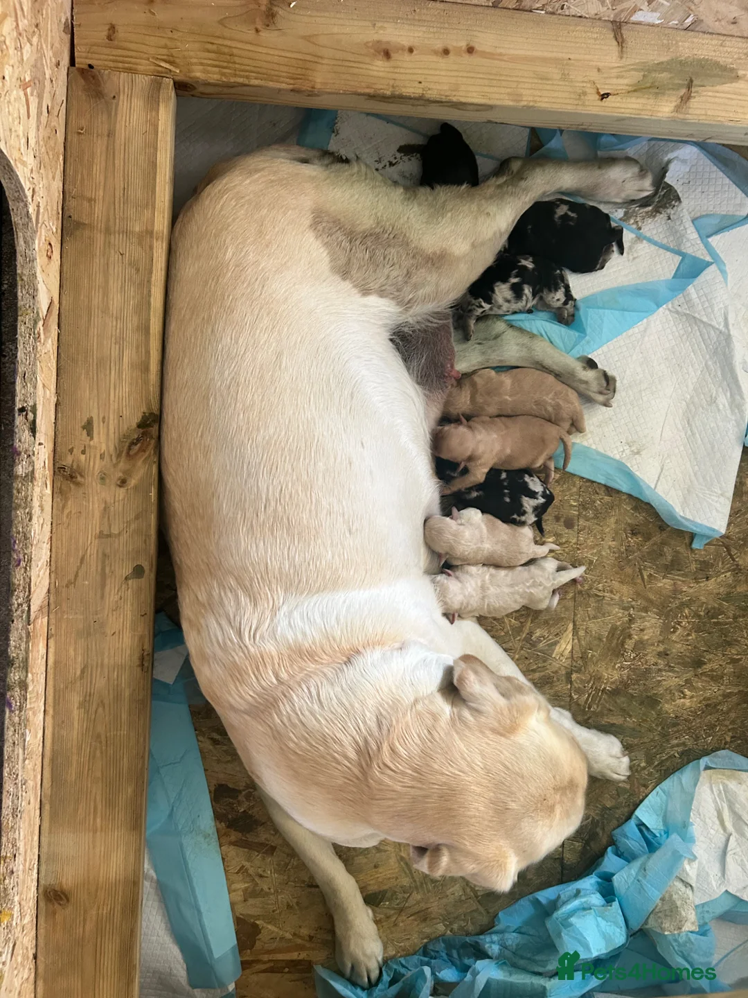 Labradoodle dogs for sale: Beautiful rainbow litter of F1 labradoodle puppies - Advert 33