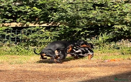 Miniature Dachshund dogs for stud: SLINKY  - Image 4