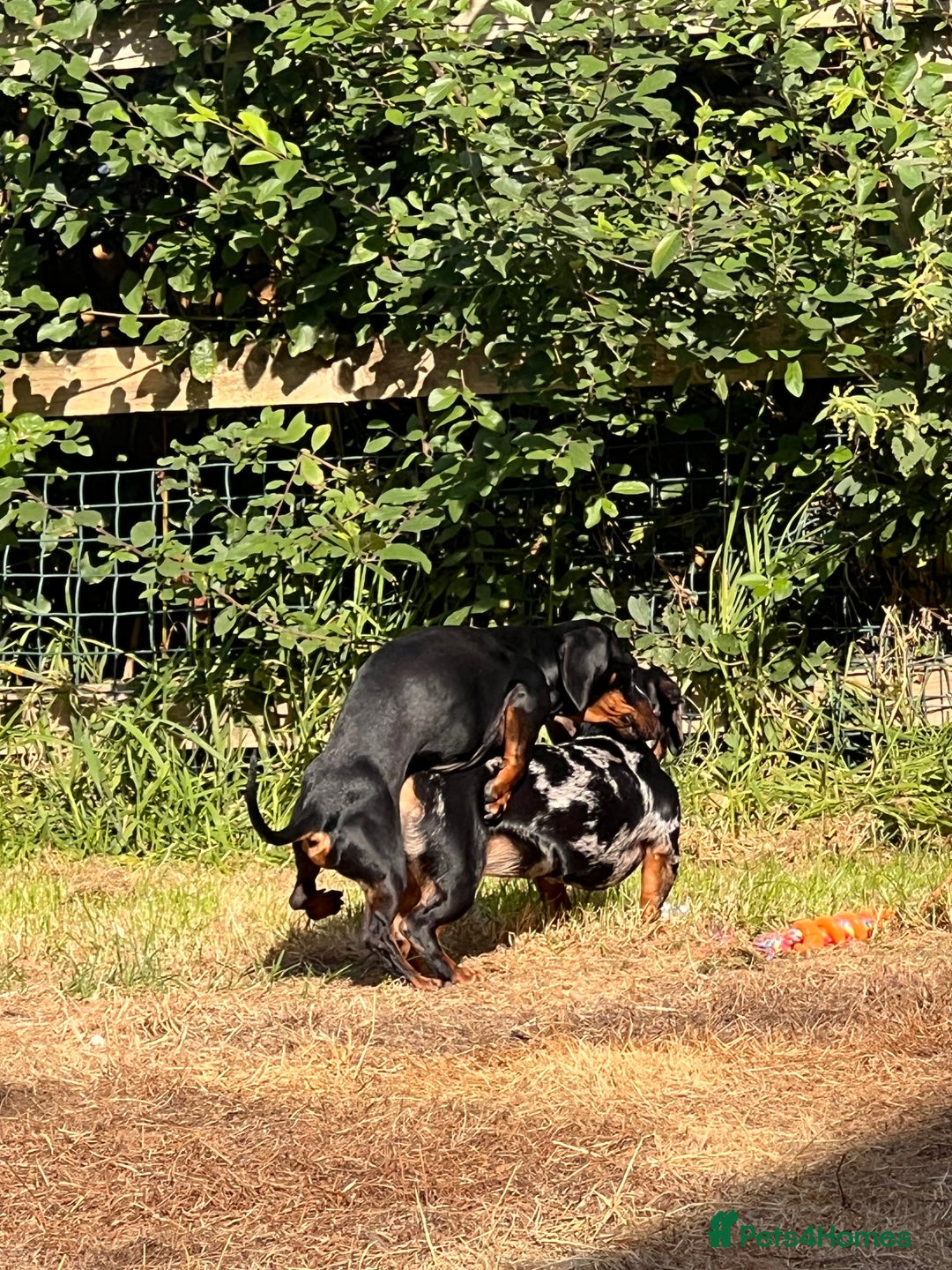 Miniature Dachshund dogs for stud: SLINKY  - Image 4