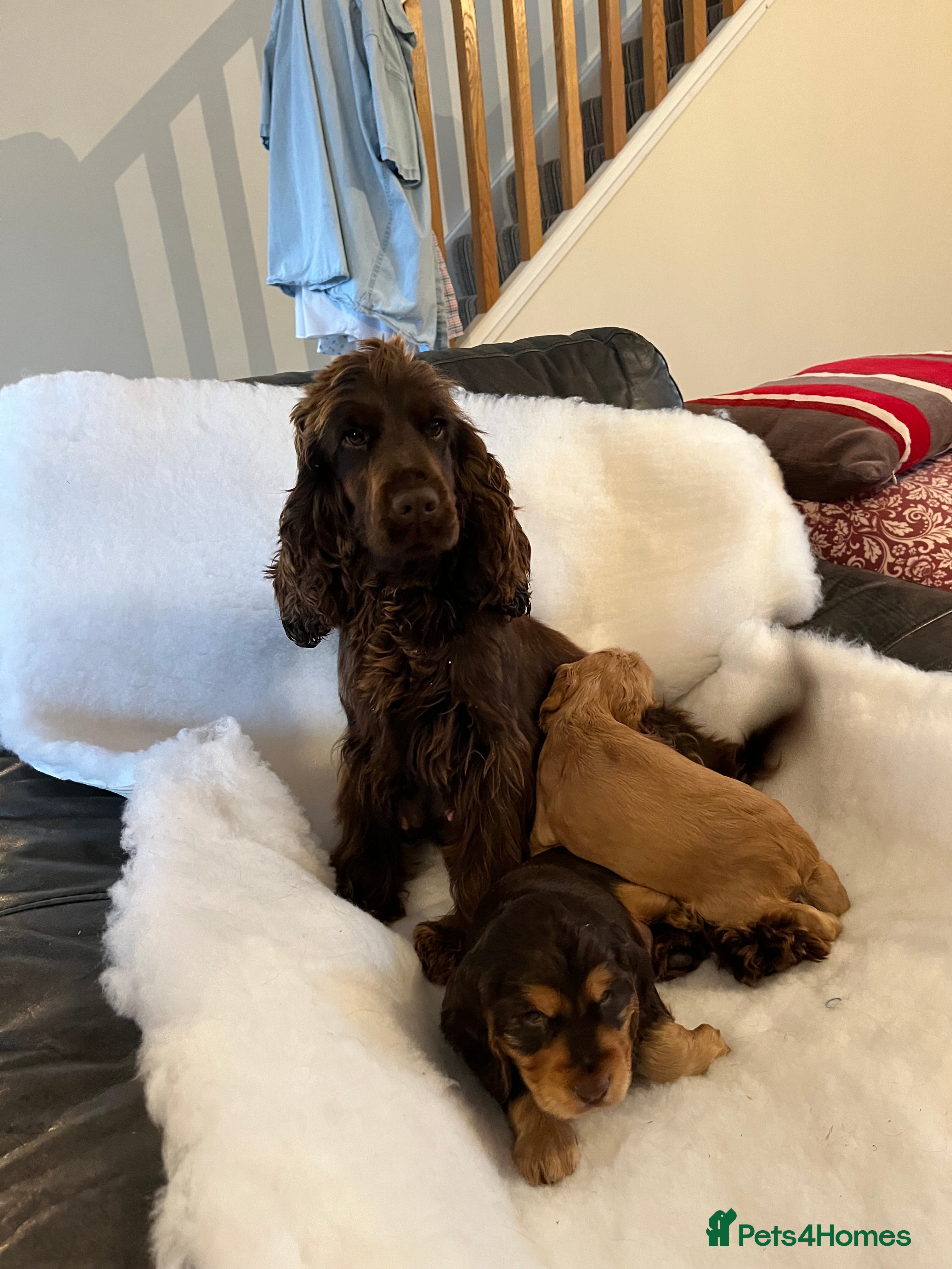 Cocker Spaniel dogs Health tested KC reg show type cockers - Advert 7