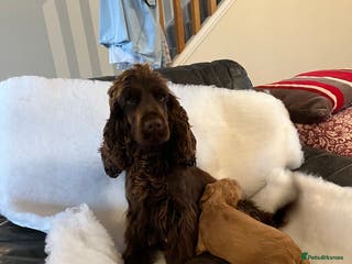 Cocker Spaniel dogs Health tested KC reg show type cockers - Advert 7