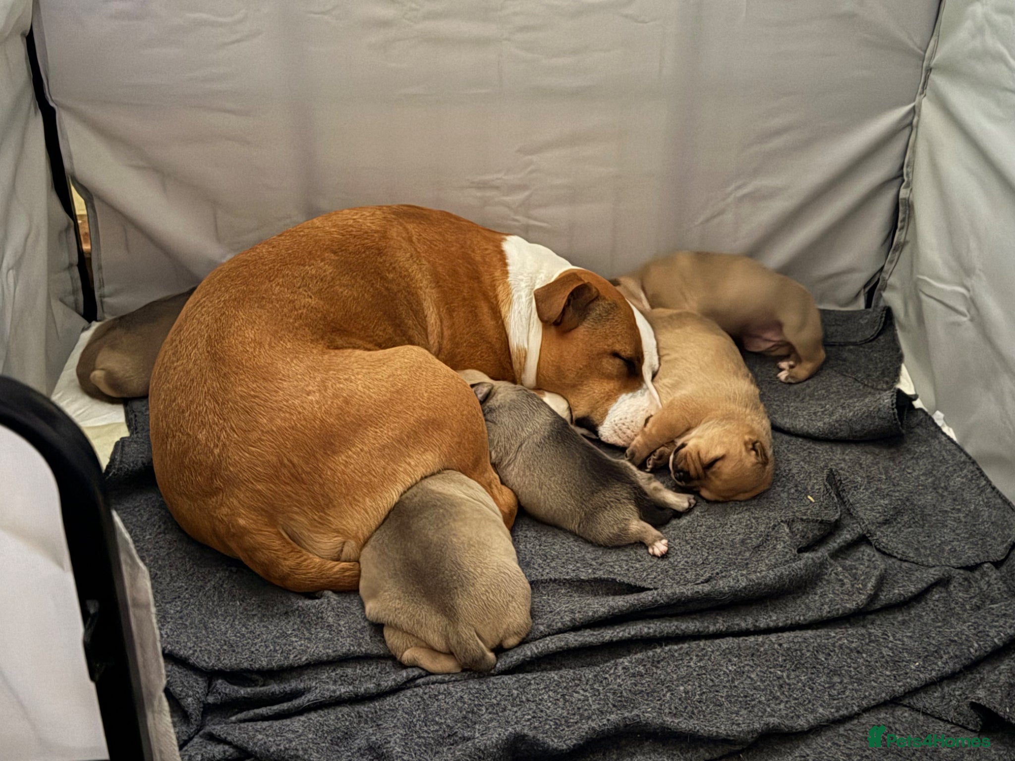 Mixed Breed dogs Happiest little bundles - Advert 2