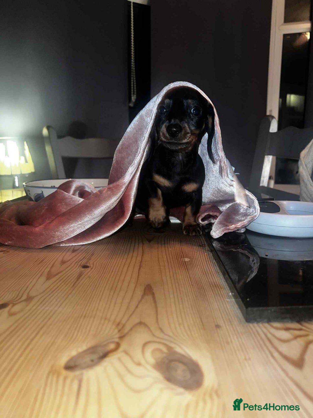 Miniature Dachshund dogs for sale: Pra hereditary clear min smooth dachshund  - Advert 7