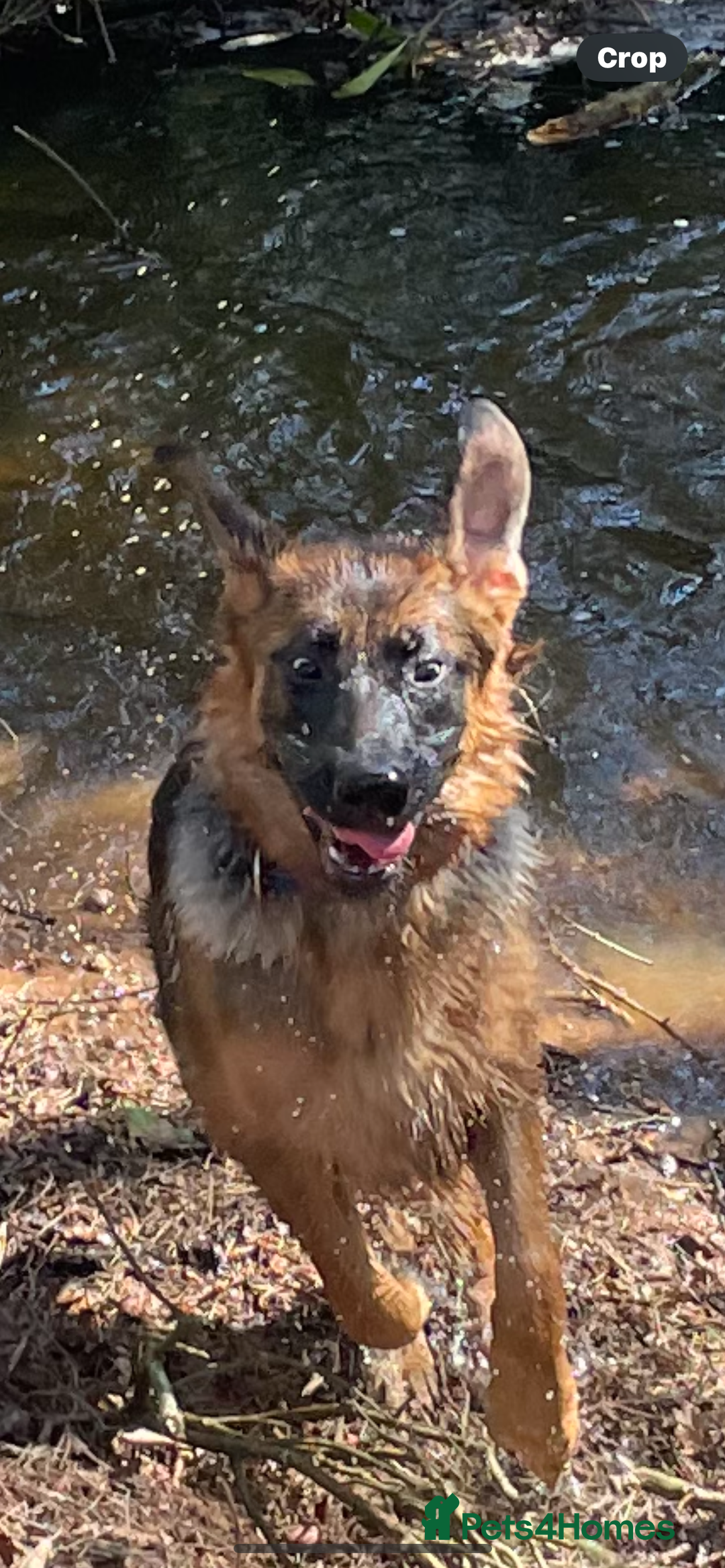 German Shepherd dogs for sale: 1 year old female German shepherd kc  - Advert 3