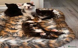 Domestic Shorthair cats for sale: 4 kittens(2 females,2 males) - Image 13