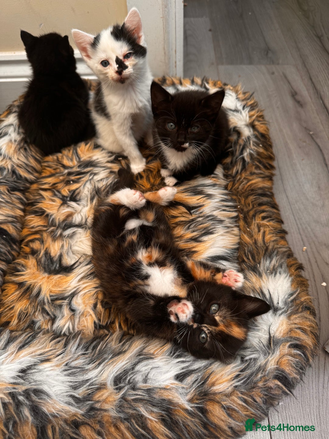 Domestic Shorthair cats for sale: 4 kittens(2 females,2 males) - Image 13