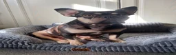 French Bulldog dogs for sale: Lovely female French bulldog - Advert 2