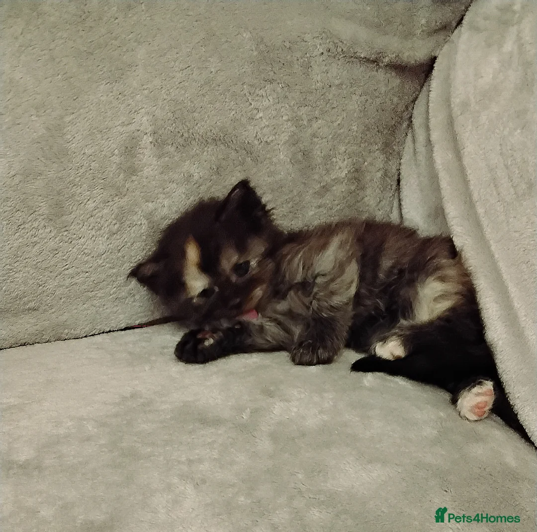 Maine Coon cats for sale: Exceptional Maine Coon kittens available - Advert 32