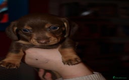 Dachshund dogs for sale: 3 male 2 female dashound puppies ready to go. - Image 17