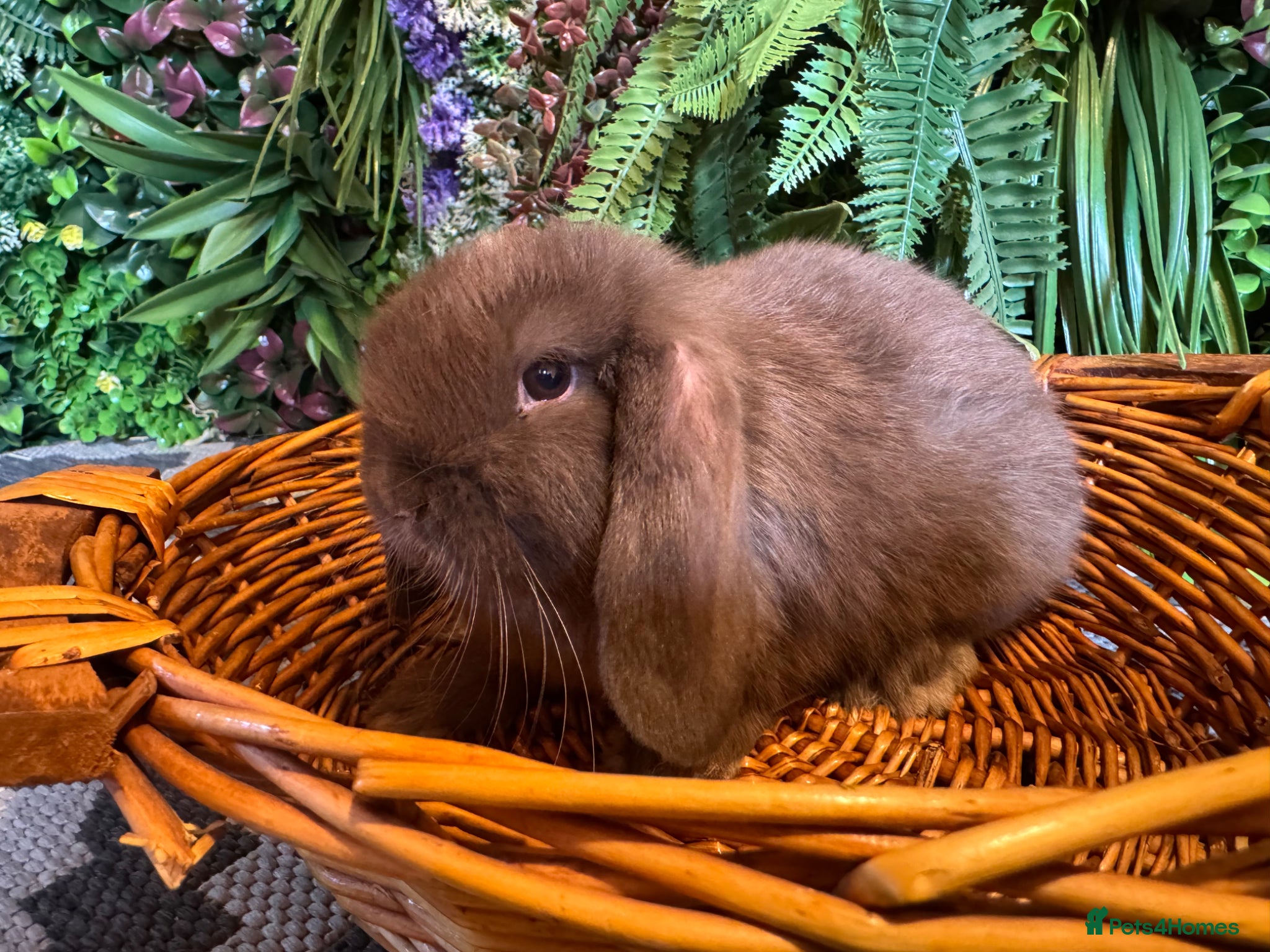 Mini Lop rabbits Mini lops ready to reserve   - Advert 2