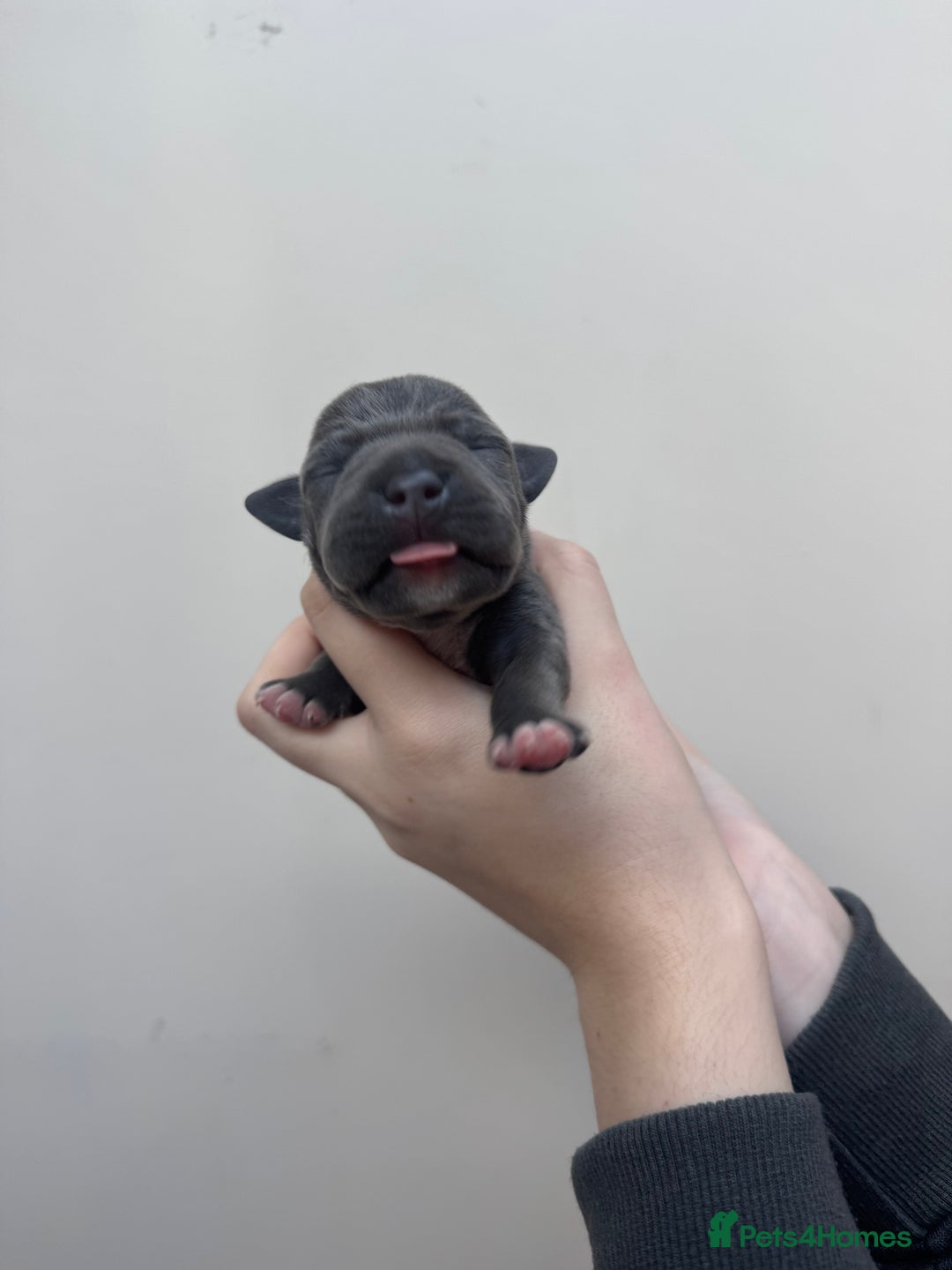 Staffordshire Bull Terrier dogs for sale: LAST BOY Stunning 🔵Staff pups KC READY TO GO ❤️❤️ - Advert 13