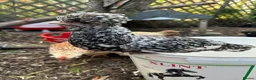 Chickens poultry for sale: Poland Bantam Cockerels Smooth and Frizzle - Advert 2