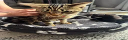 Mixed Breed cats for sale: 3 Beautiful Kitten Girls Ready for Their New Home - Advert 13