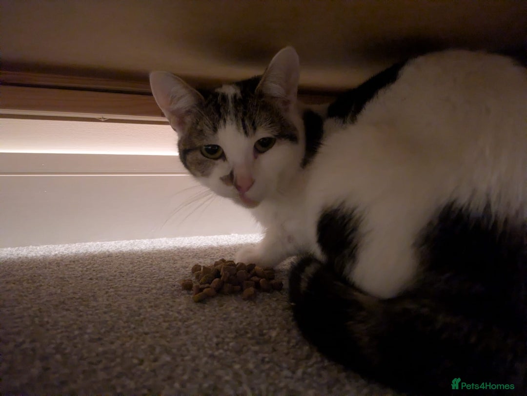 Mixed Breed cats for sale: Two cats - Advert 2