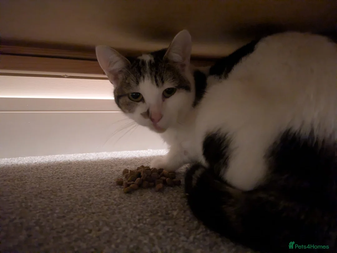 Mixed Breed cats for sale: Two cats - Advert 2