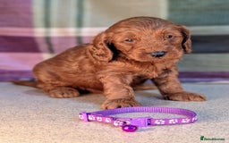 Cockapoo dogs for sale: F1B Cockapoo Puppies Ready for Their Forever Home. - Image 6