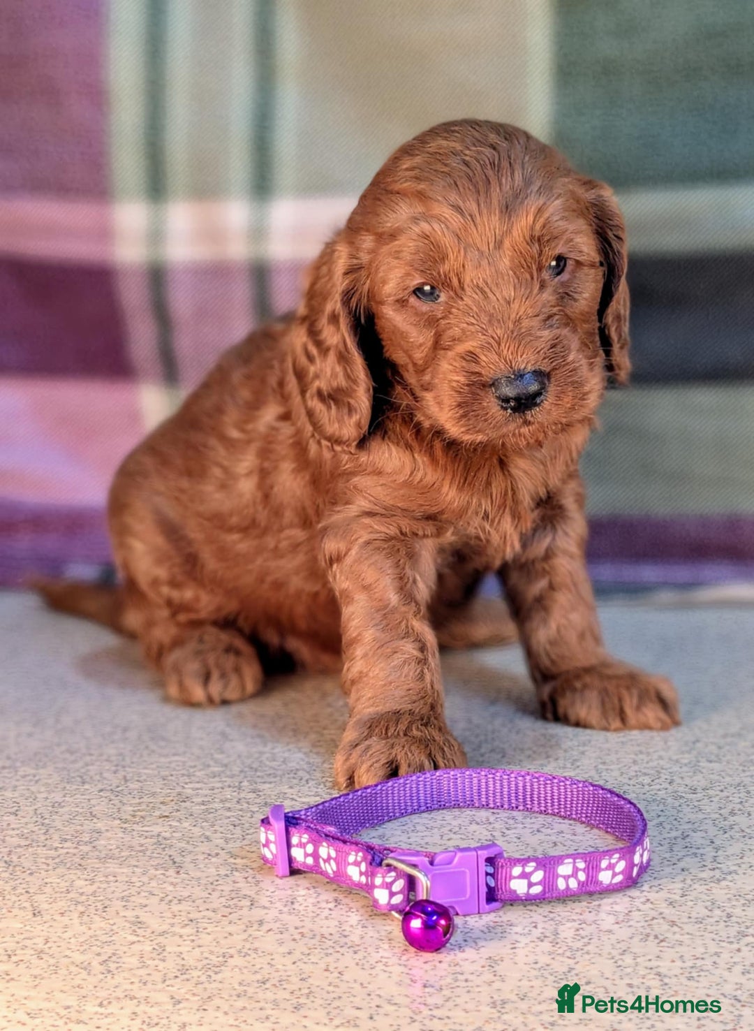 Cockapoo dogs for sale: F1B Cockapoo Puppies Ready for Their Forever Home. - Image 6