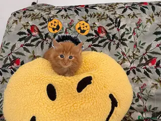 Mixed Breed cats God loves number three. 🥰🙏 - Advert 1