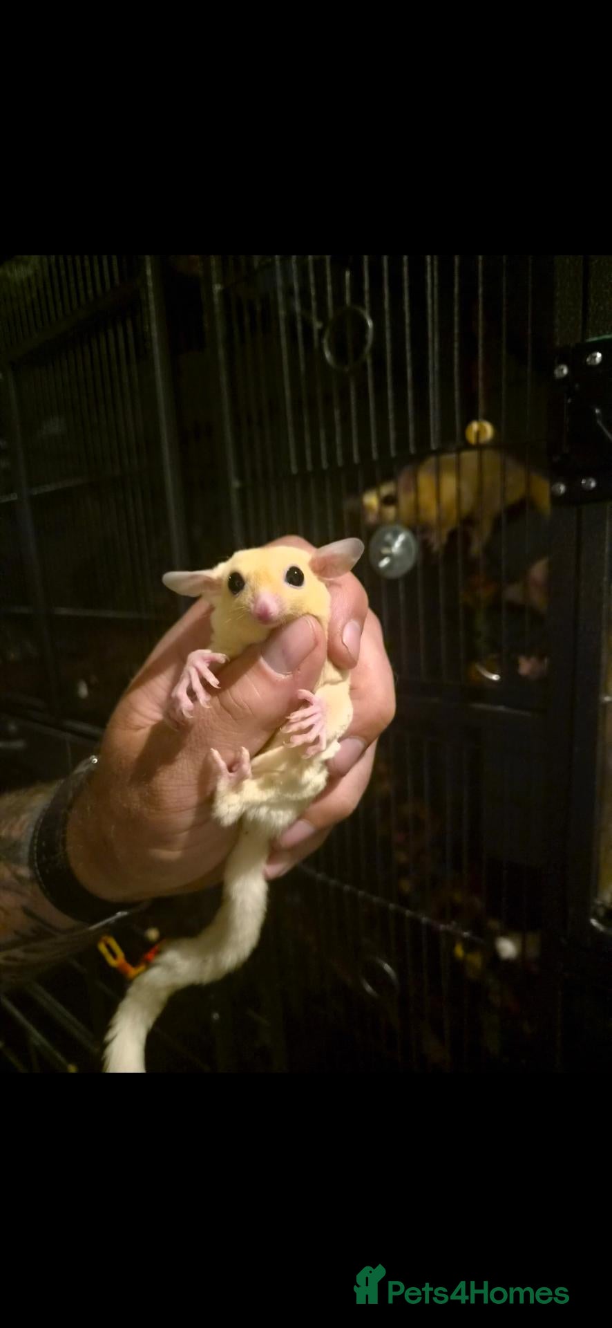 Sugar Glider rodents Sugar glider Breeding pairs for sale!  - Advert 18