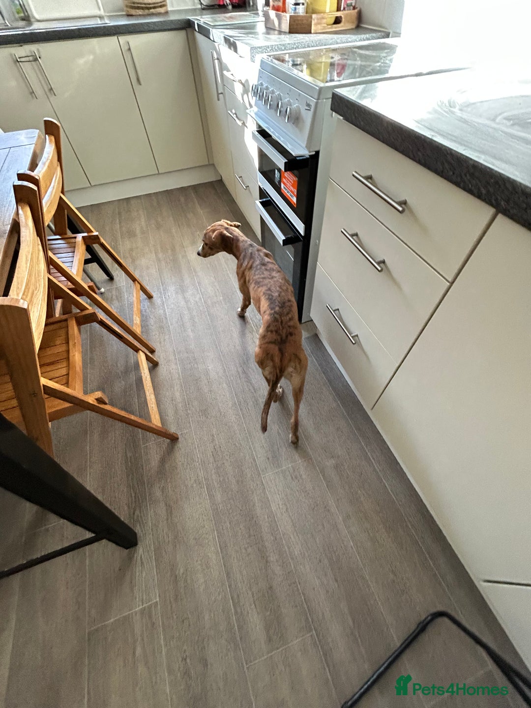 Whippet dogs for sale: 10 months old beautiful whippet girl - Advert 3