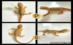 Bearded Dragon reptiles for sale: Beautiful baby bearded dragons £100 Ono - Image 2