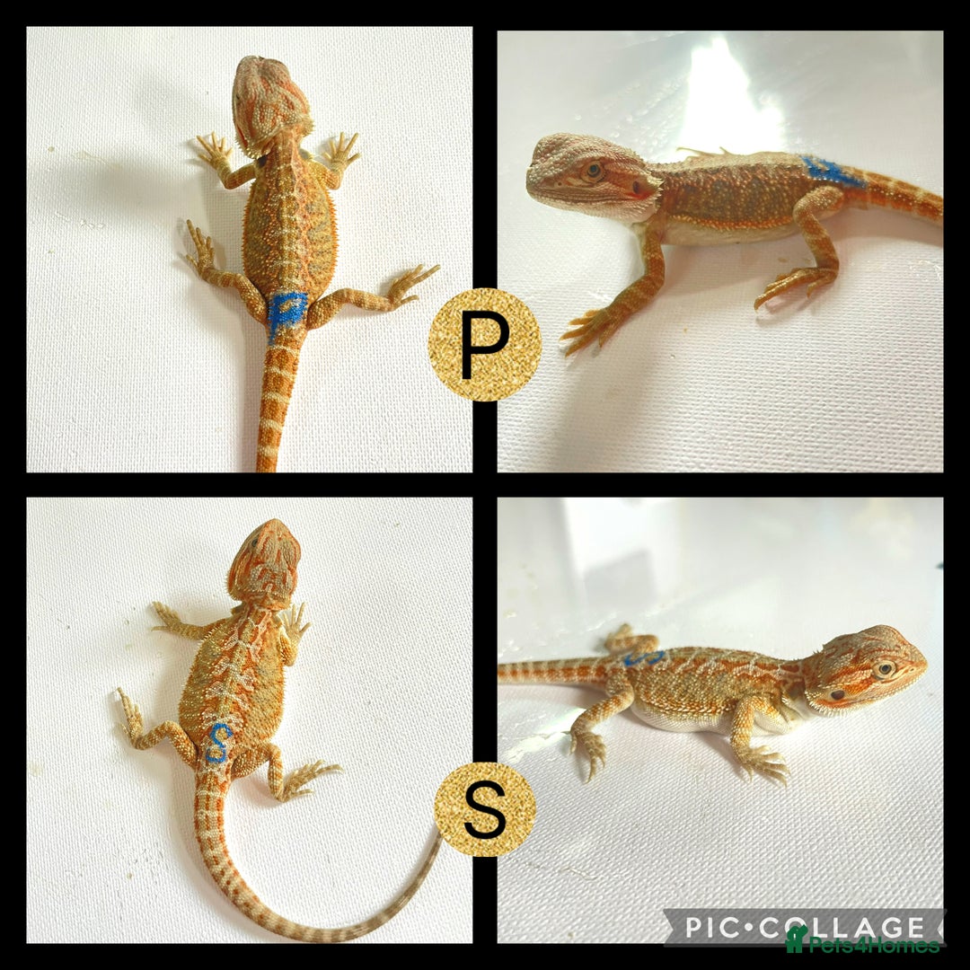 Bearded Dragon reptiles for sale: Beautiful baby bearded dragons £100 Ono - Image 2
