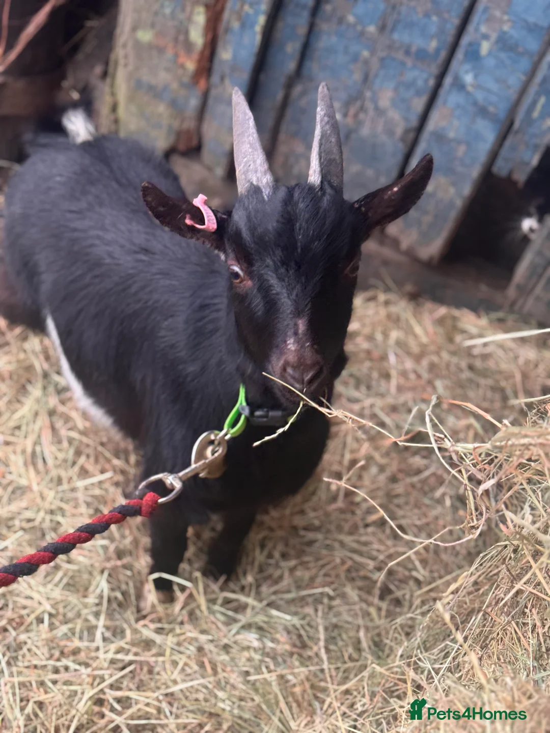 Goats livestock for sale: billy pygmy goat  - Advert 2