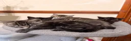 European cats for sale: Kitten ready to leave - Advert 5