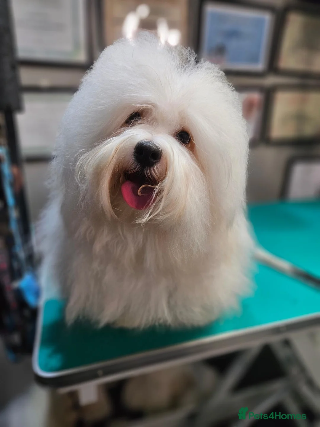 Coton De Tulear dogs for sale: 2 beautiful coton de tulear  - Advert 1
