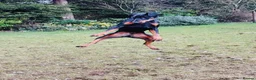 Dobermann dogs for sale: Stunning male dobermann  - Advert 16