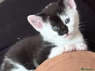 Mixed Breed cats Beautiful Half-Ragdoll Kittens – Loving & Playful - Advert 5