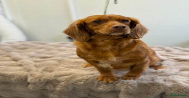 Cocker Spaniel dogs - Advert 14