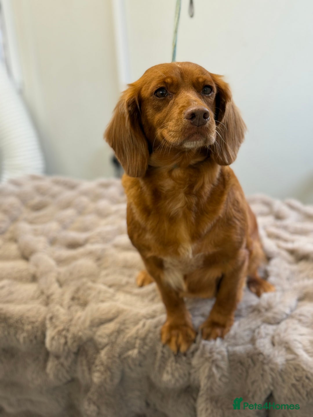 Cocker Spaniel dogs for sale: 2 stunning working cocker girls  - Image 2