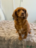 Cocker Spaniel dogs - Advert 14