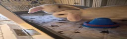 Mini Lop rabbits for sale: Rabbits two females must go together  in Exmouth - Advert 2