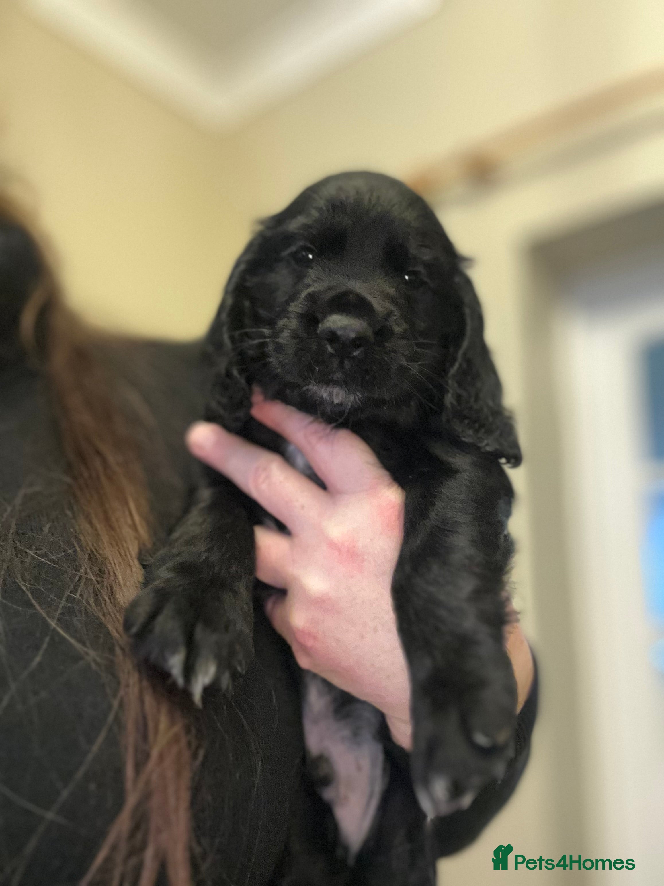 Cocker Spaniel dogs One very beautiful boy ❤️❤️ - Advert 15