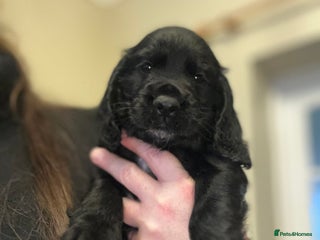 Cocker Spaniel dogs One very beautiful boy ❤️❤️ - Advert 17