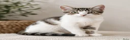Siberian cats for sale: Stunning half Siberian kittens ready to be rehome. - Advert 5