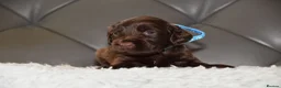 Cocker Spaniel dogs for sale: Kc Reg Show Type Cocker Spaniel  Health Tested - Advert 20