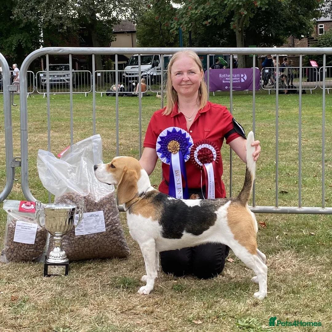 Beagle dogs for sale: CH Sired, Fully Health Tested, KC Reg, Beagle Pups - Advert 2