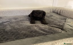 Cockapoo dogs for sale: F1 cockapoos  - Image 1